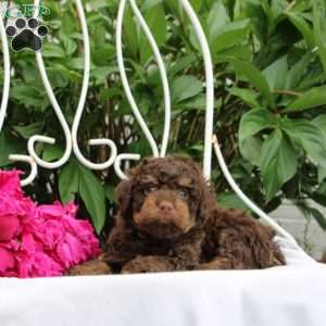 Izaiah, Toy Poodle Puppy